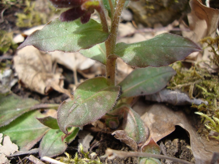 Pulmonaria